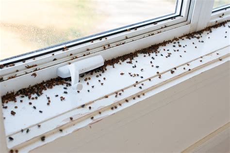 Tiny bugs near windows. Things To Know About Tiny bugs near windows. 